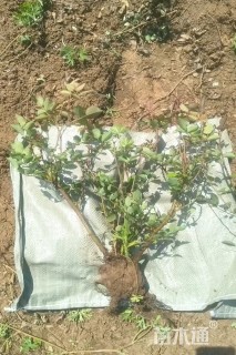 高度30厘米丰花月季小苗