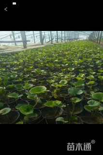 高度10厘米大吴凤草