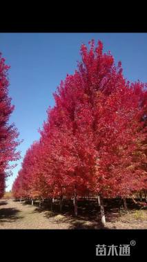 12公分美国红枫