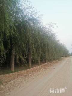 15公分金丝垂柳