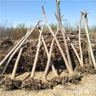 8公分火炬树