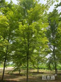 10公分美国红枫