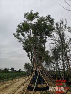 15公分栾树
