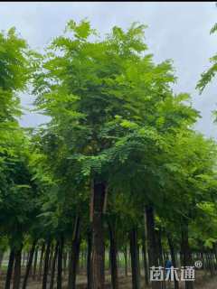 12公分红花洋槐