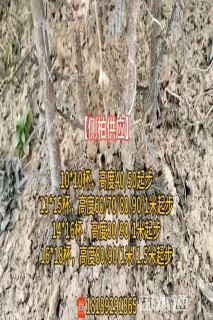 高度80厘米侧柏