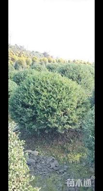 冠幅180厘米龟甲冬青球