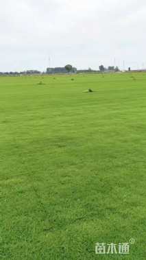 草卷状百慕大草