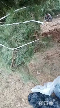 高度600厘米雪松