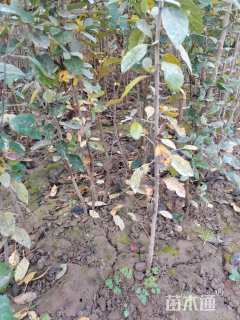 高度80厘米红苹果苗