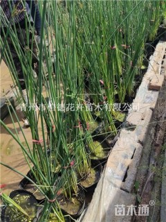 高度50厘米水葱