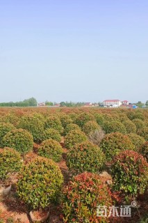 冠幅100厘米红叶石楠球