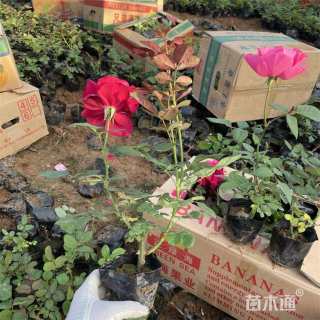 高度35厘米月季