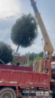 12公分红叶石楠