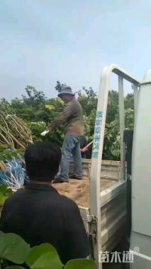 6公分山杏