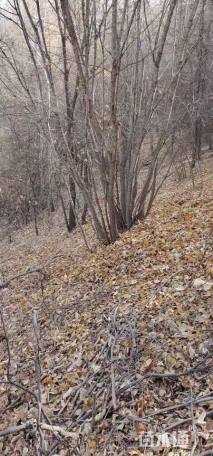 高度650厘米丛生蒙古栎