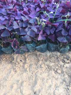 高度20厘米紫叶酢浆草