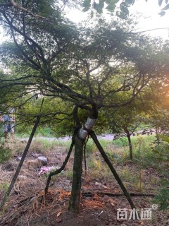 高度280厘米羽毛枫