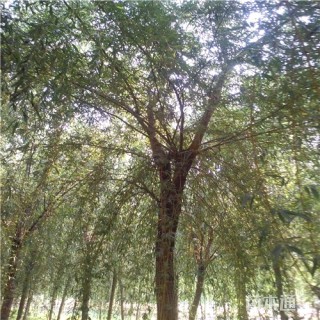 10公分金丝垂柳