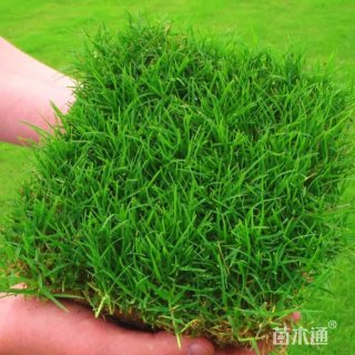高羊茅
