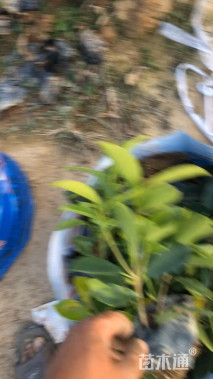 高度30厘米黄金榕