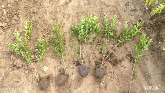 高度40厘米小叶女贞