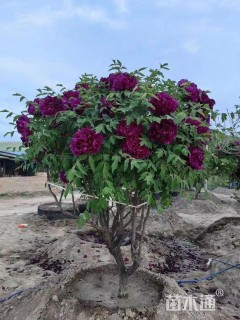 高度150厘米紫斑牡丹