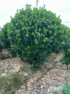 冠幅200厘米大叶黄杨球