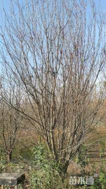 高度500厘米丛生紫荆