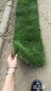 草块状马尼拉草