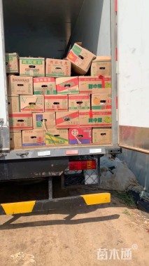 高度30厘米香彩雀