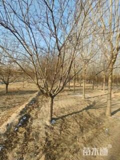 13公分红叶碧桃