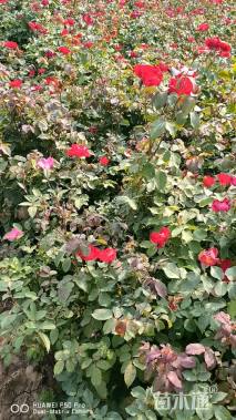 高度20厘米月季小苗