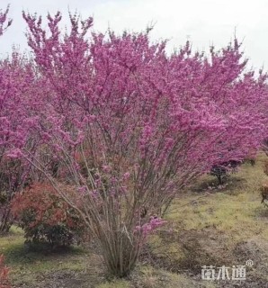 高度590厘米丛生紫荆
