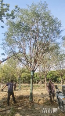 18公分槐树