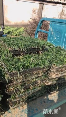 高度40厘米麦冬