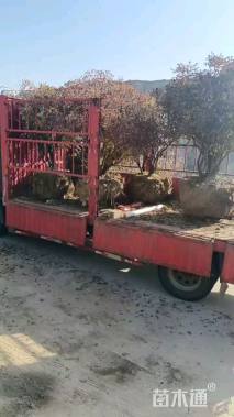 高度200厘米牡丹