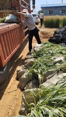 高度50厘米花叶芦竹