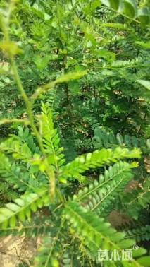 高度80厘米皂角小苗