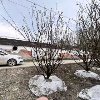 高度300厘米砂糖桔