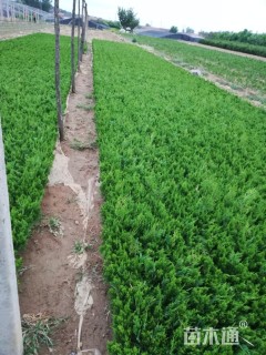 高度20厘米蜀桧柏