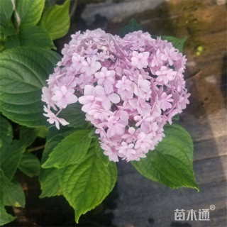 高度60厘米无尽夏绣球