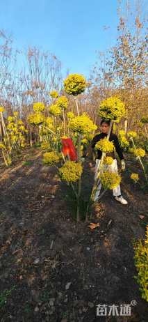 20公分造型亮晶女贞