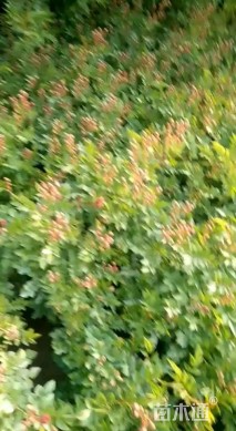 高度30厘米珍珠梅