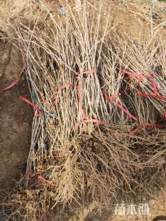 高度60厘米红王子锦带