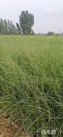 高度80厘米拂子茅