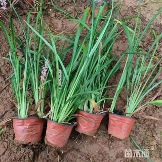 高度30厘米吉祥草