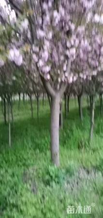 15公分樱花