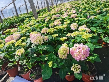 高度30厘米八仙花