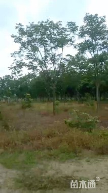 10公分栾树