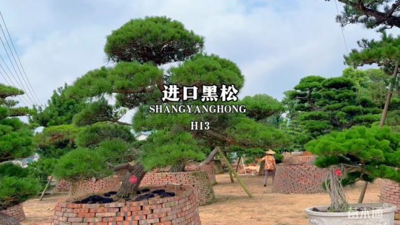 高度100厘米黑松